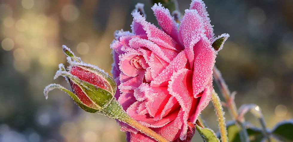 想要月季安全過冬開花翻倍？這份過冬攻略請查收