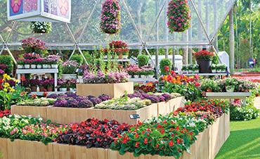 超72.6萬(wàn)客流，虹越承接深圳花展核心區(qū)，打造現(xiàn)象級(jí)花展