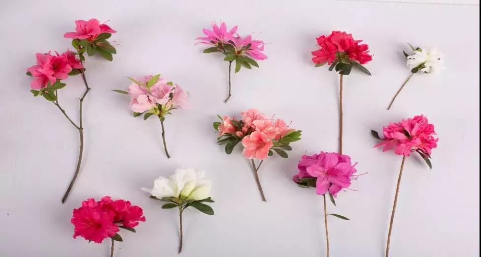 多季開花的爆花機(jī)器，給你的花園點(diǎn)顏色看看！