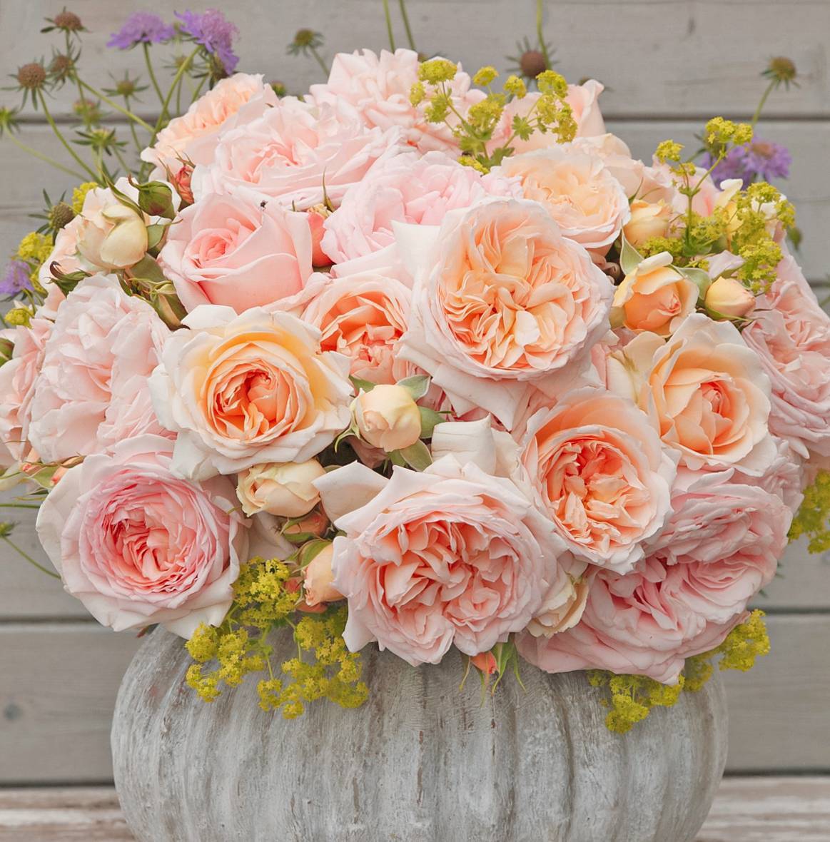 ADR測試認(rèn)證！帶你了解什么才是真正的抗病月季