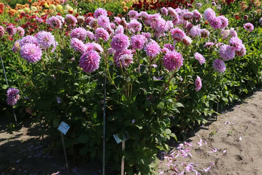 大麗花養(yǎng)護(hù)全指南，夏天收獲一片花海