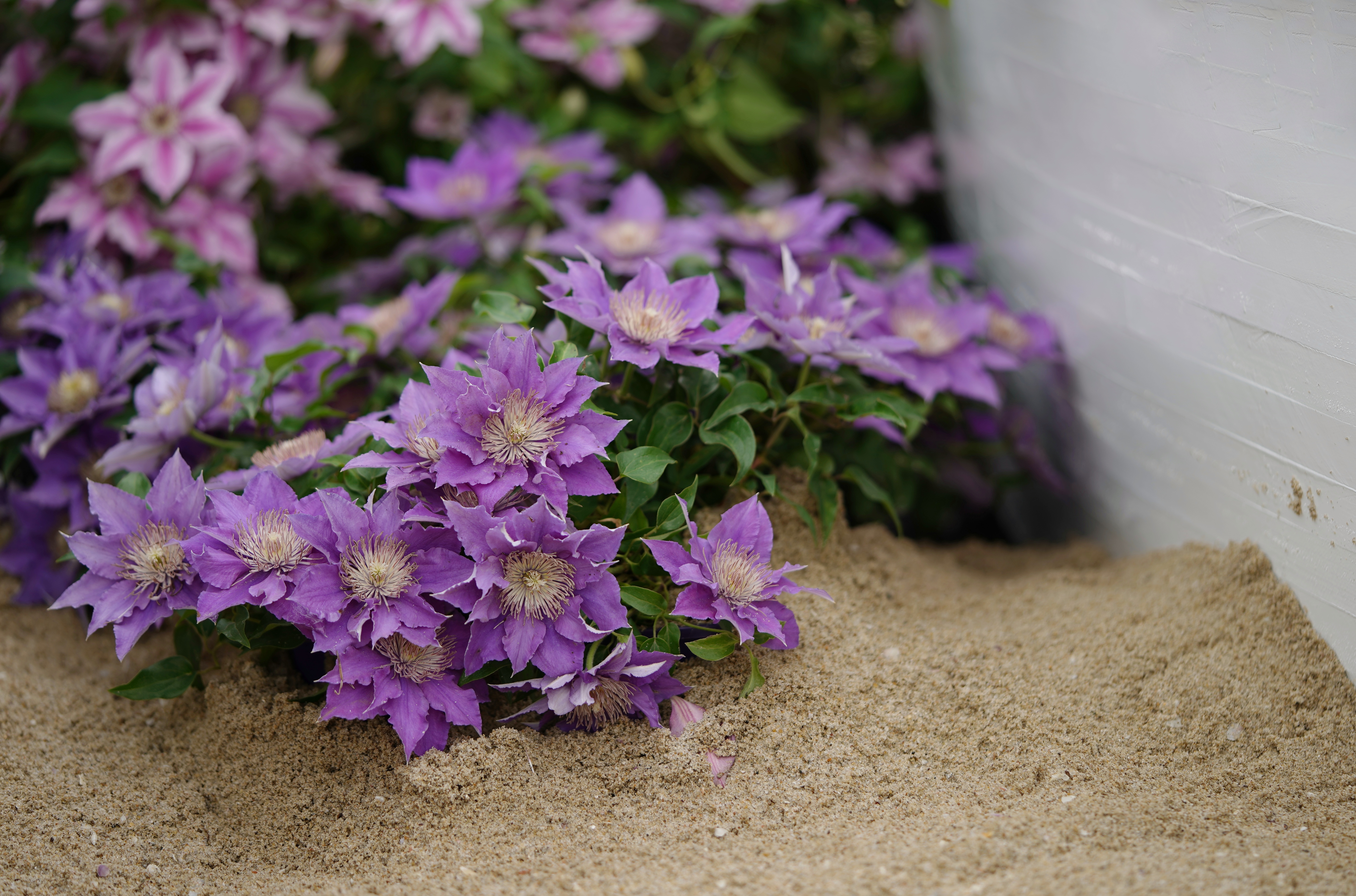 預防大于治療，鐵線蓮當季病蟲害指南，新手學了也能輕松度夏！