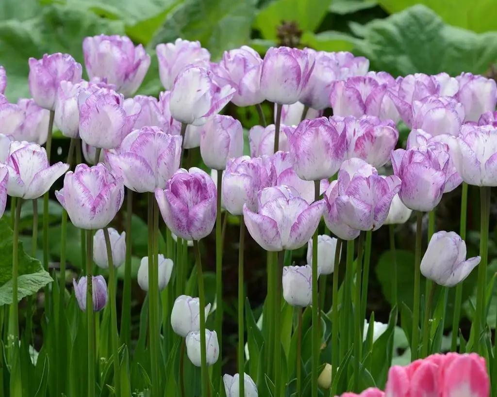 新手必看，郁金香要這么種才對(duì)呀 | 球根花卉超好種?問(wèn)答篇第3期