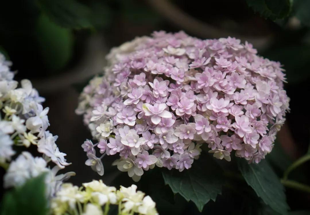 繡球能不能曬？夏天需不需要拉網(wǎng)？