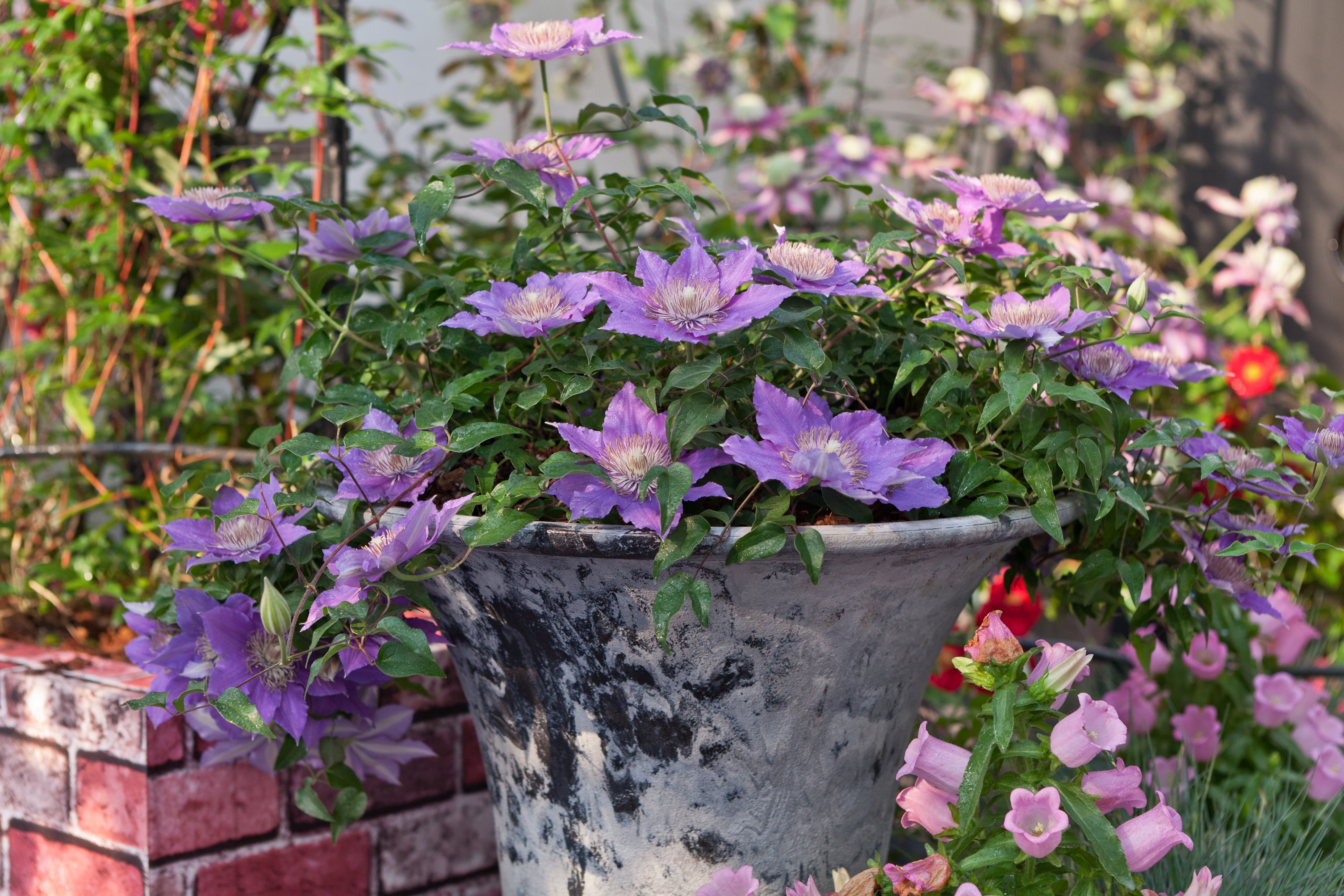 秋冬季購(gòu)買(mǎi)的鐵線(xiàn)蓮不會(huì)養(yǎng)護(hù)？別急，潘師傅手把手教你