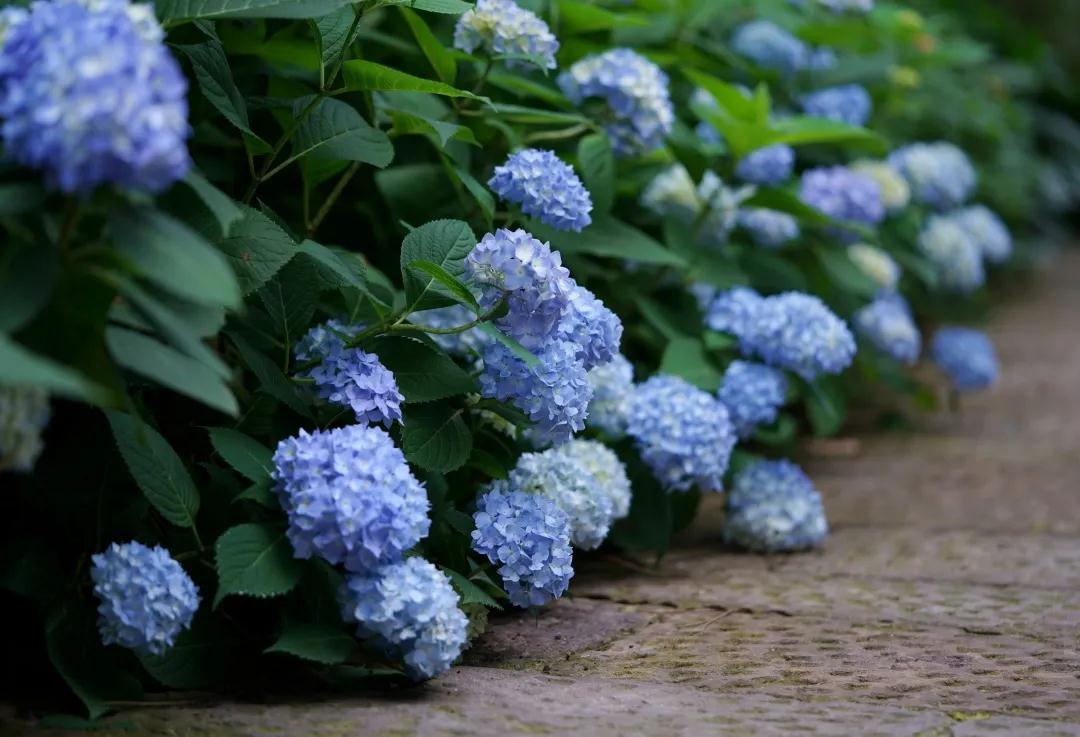 你真的了解繡球么？園藝大神上線，詳解關(guān)于繡球的一切