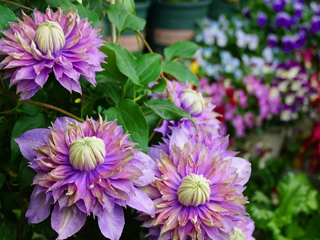 如何在小空間種出大花量的驚艷效果？選艾維森大道鐵線蓮就對了！