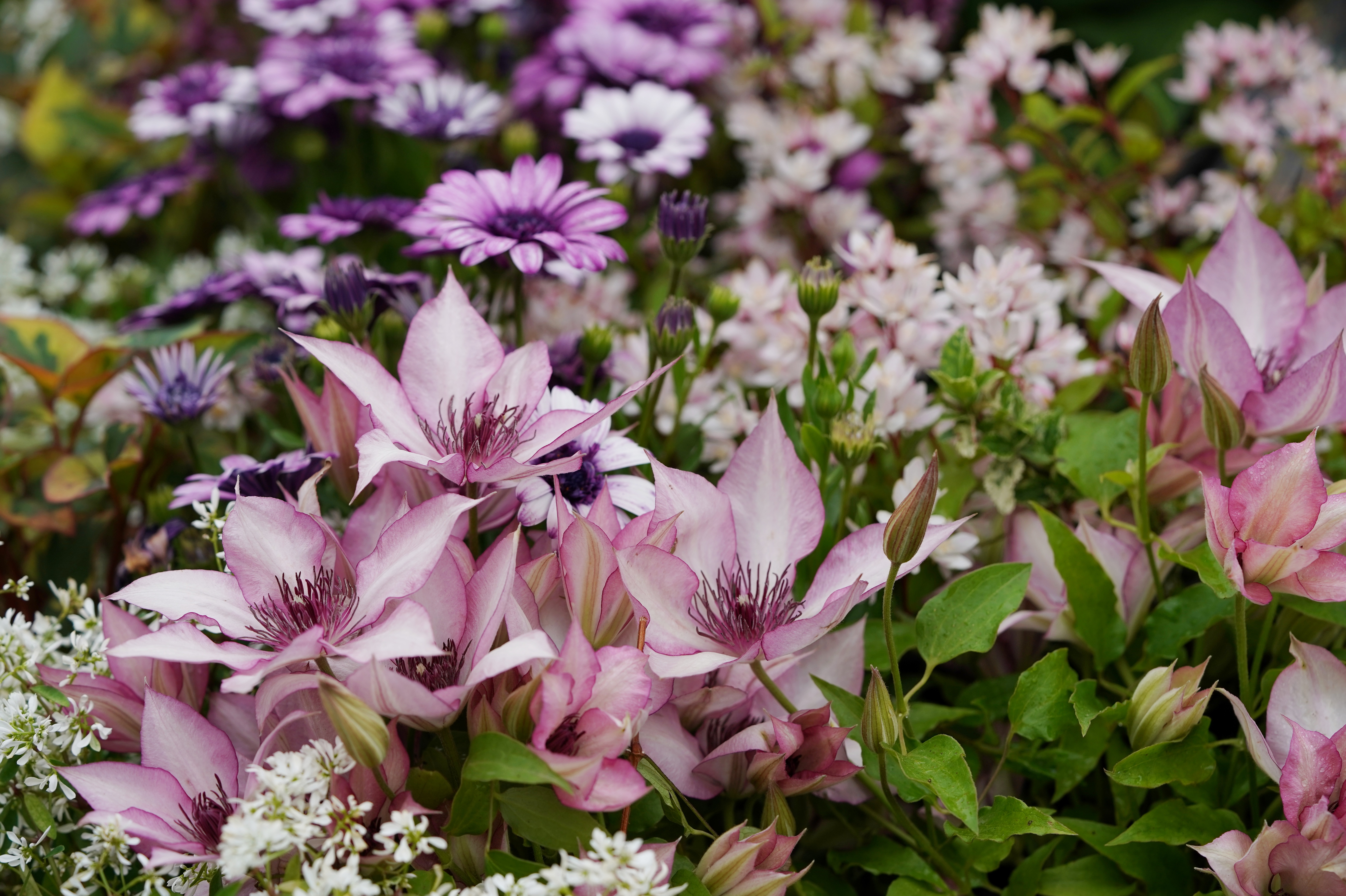 夏季鐵線蓮比慘大賽，好好的小鐵怎么說沒就沒