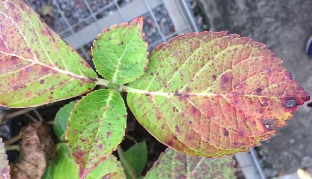 雨雨雨的日子，你家花花草草做好應(yīng)對(duì)準(zhǔn)備了嗎？