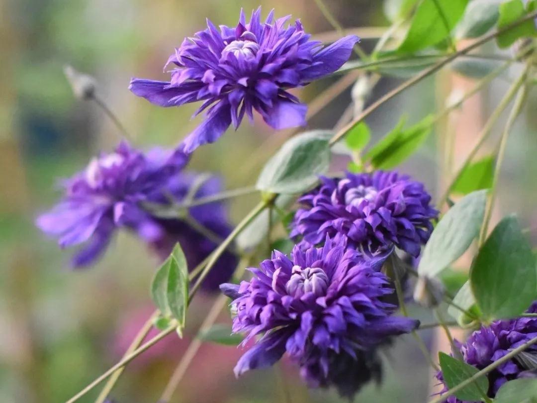 HI~美得冒泡的新品鐵線蓮，都藏在這篇選品指南里了