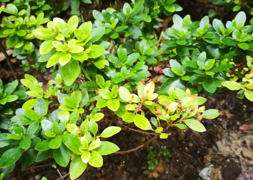 夏天植物狀態(tài)差？別急，看看是不是這5個(gè)典型問題