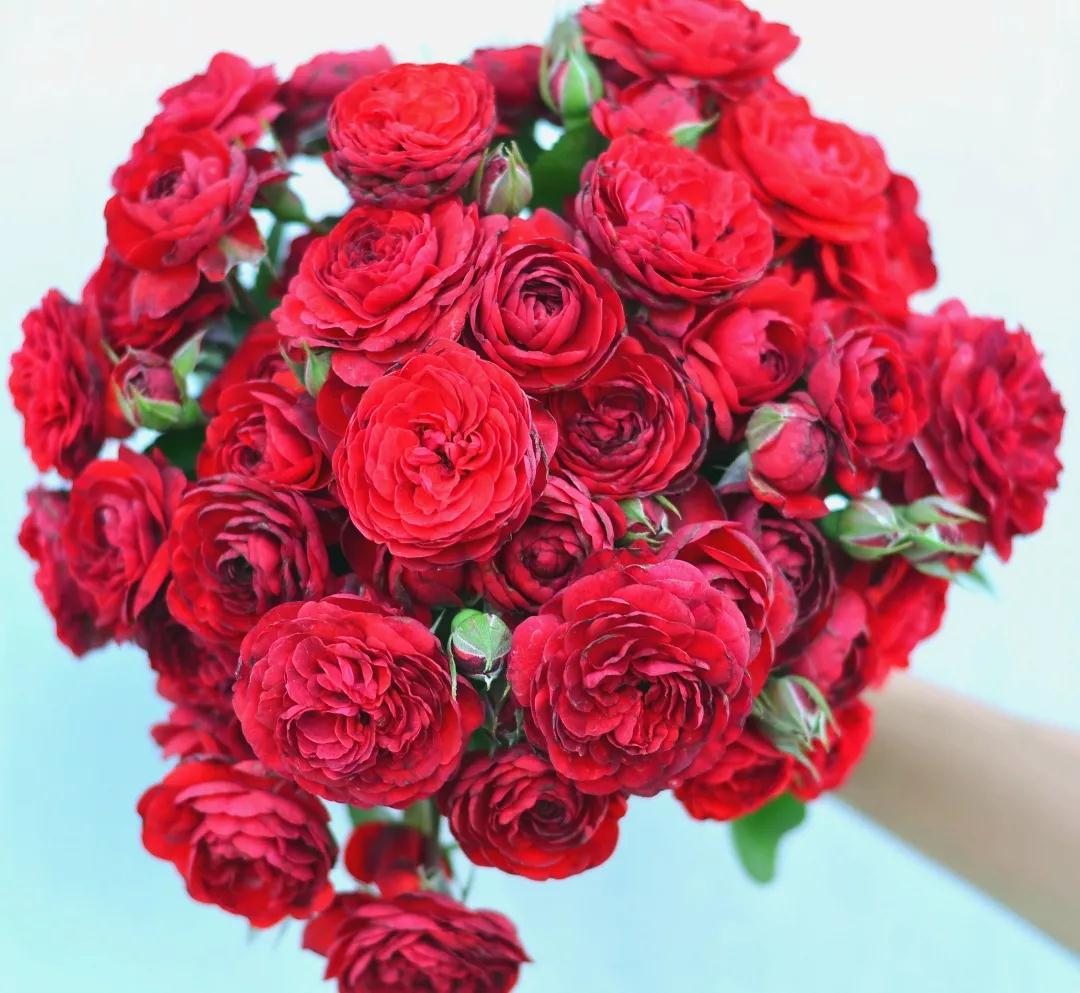 她來(lái)自月季魔鬼訓(xùn)練營(yíng)，優(yōu)秀到整個(gè)城市為她冠名！