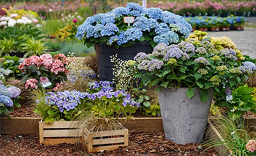 深圳市組合藝術(shù)花缽設(shè)計競賽公告