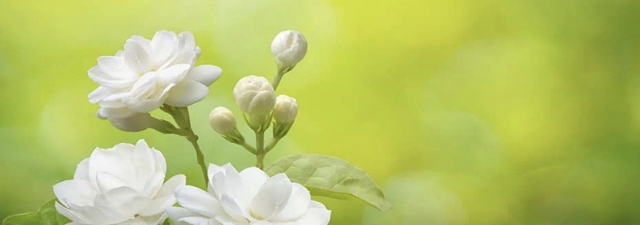 花開半年的人間第一香，還有哪些驚喜是我們不知道的