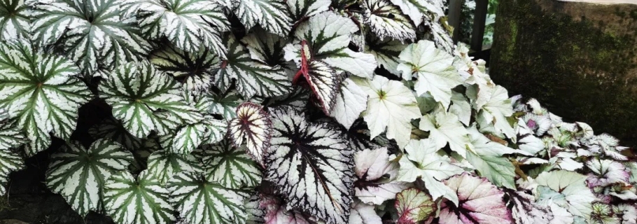 若你喜歡觀葉，其實她很美 | 園藝百科·秋海棠