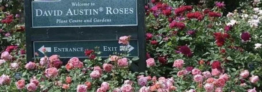 英國奧斯汀月季新品超強(qiáng)陣容亮相，遠(yuǎn)期預(yù)售重磅回歸！