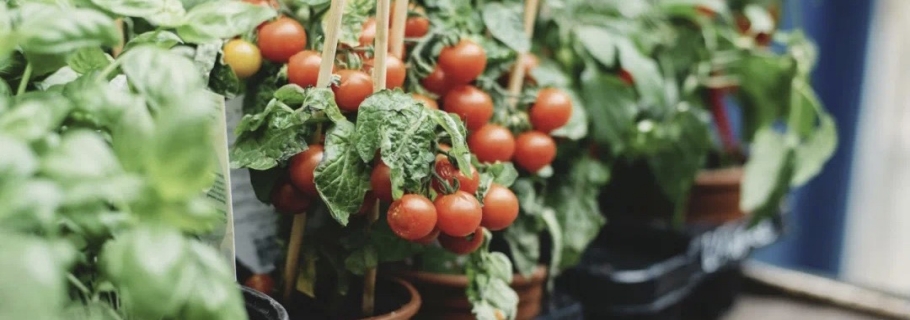 陽臺(tái)種上一棵小番茄，在家收獲向往的生活