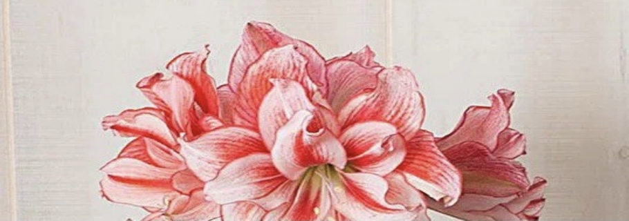 “這是我養(yǎng)過最劃算的球根，沒有之一！”