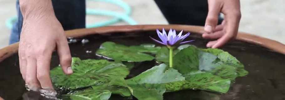多余的大盆不要扔， 留著種睡蓮，驚艷所有人