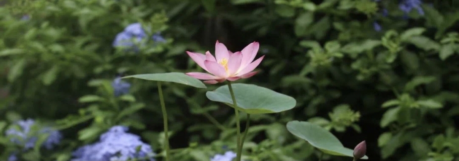 碗蓮：雖然我個(gè)頭小，但我美麗又好玩！