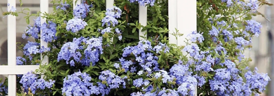 神仙顏值的開花勞模，送你一個(gè)藍(lán)色的清涼夏天