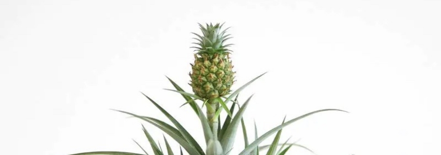 家里種菠蘿的快樂，你值得擁有！