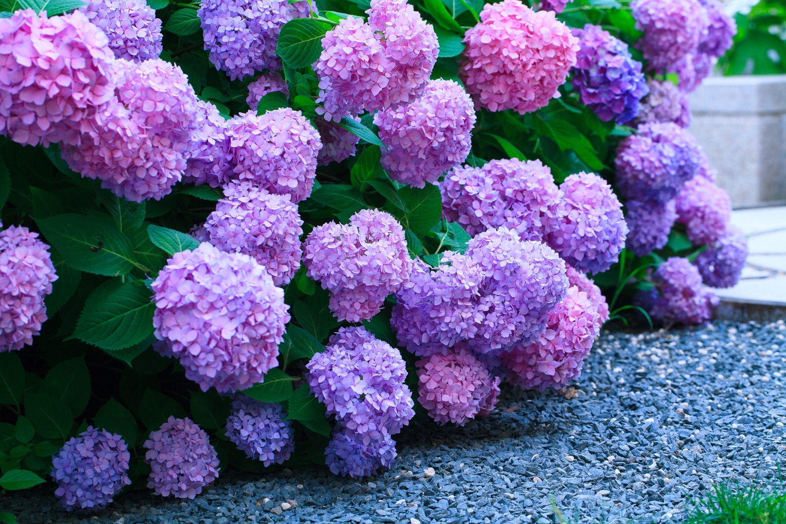 繡球明年想要爆花，抓住這波冬季修剪好時機