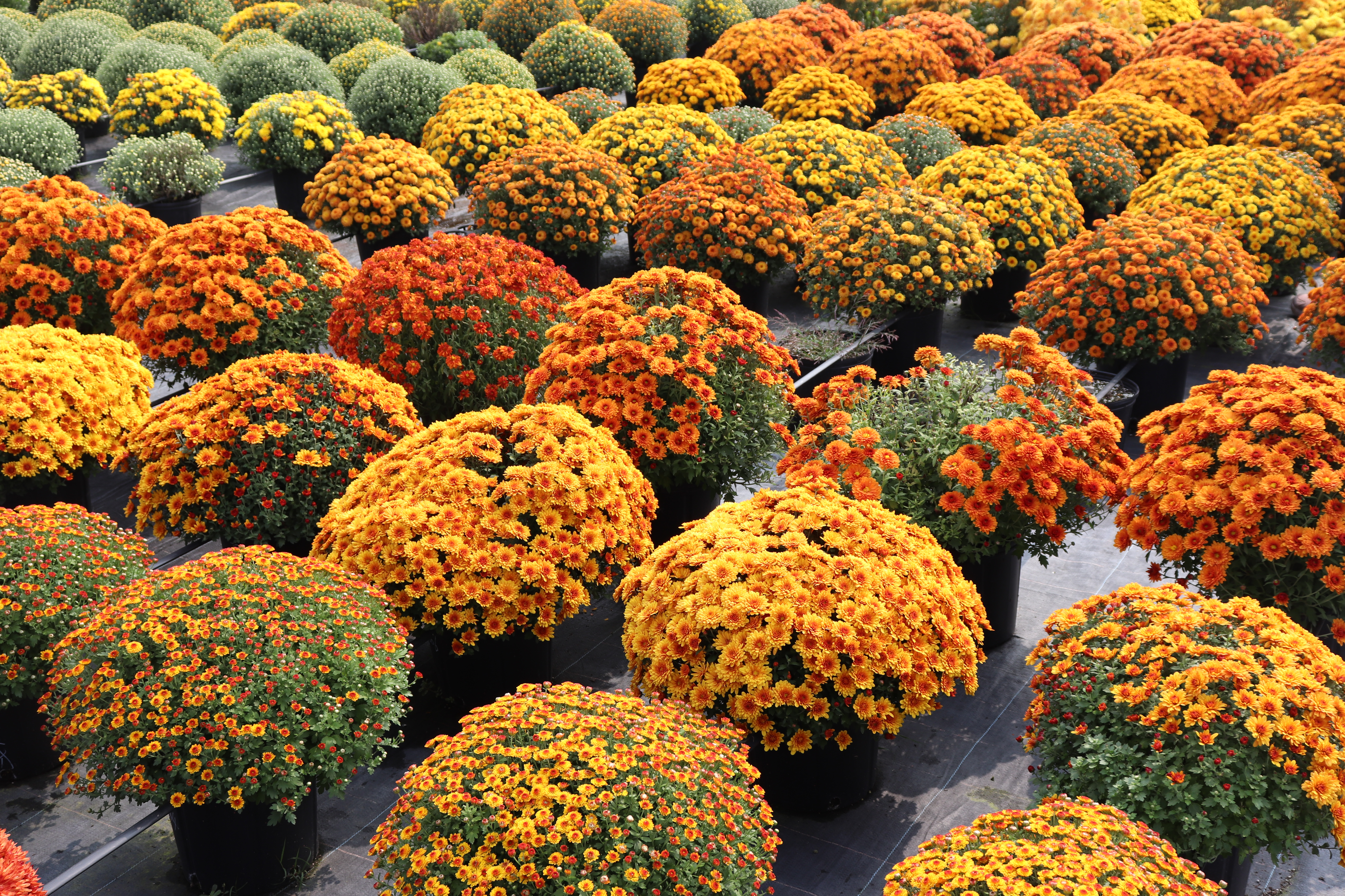 沒有什么氛圍感是一盆球菊營造不了的，如果有，那就兩盆！