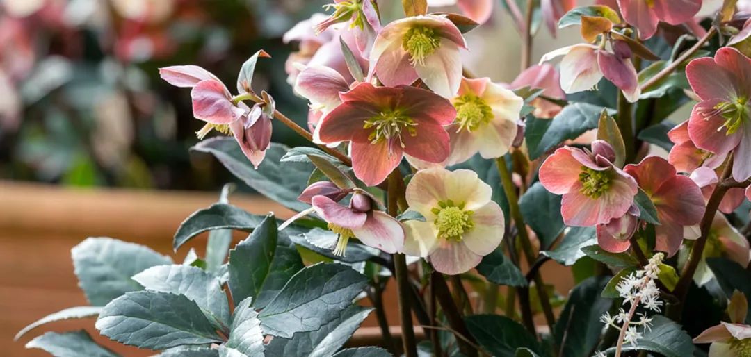 比玫瑰更燦爛，鐵筷子才是360度無死角的仙女花！