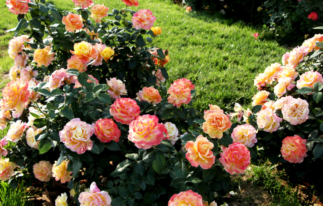 俞紅強(qiáng)×虹越 | 秀外慧中，天性皮實(shí)，它們是天生的國月之光！