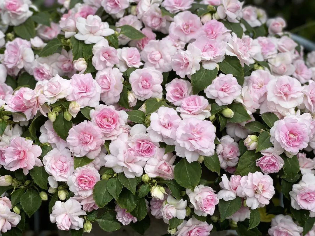 ‘平平無(wú)奇’小草花，爆成花球怎么就這么好看