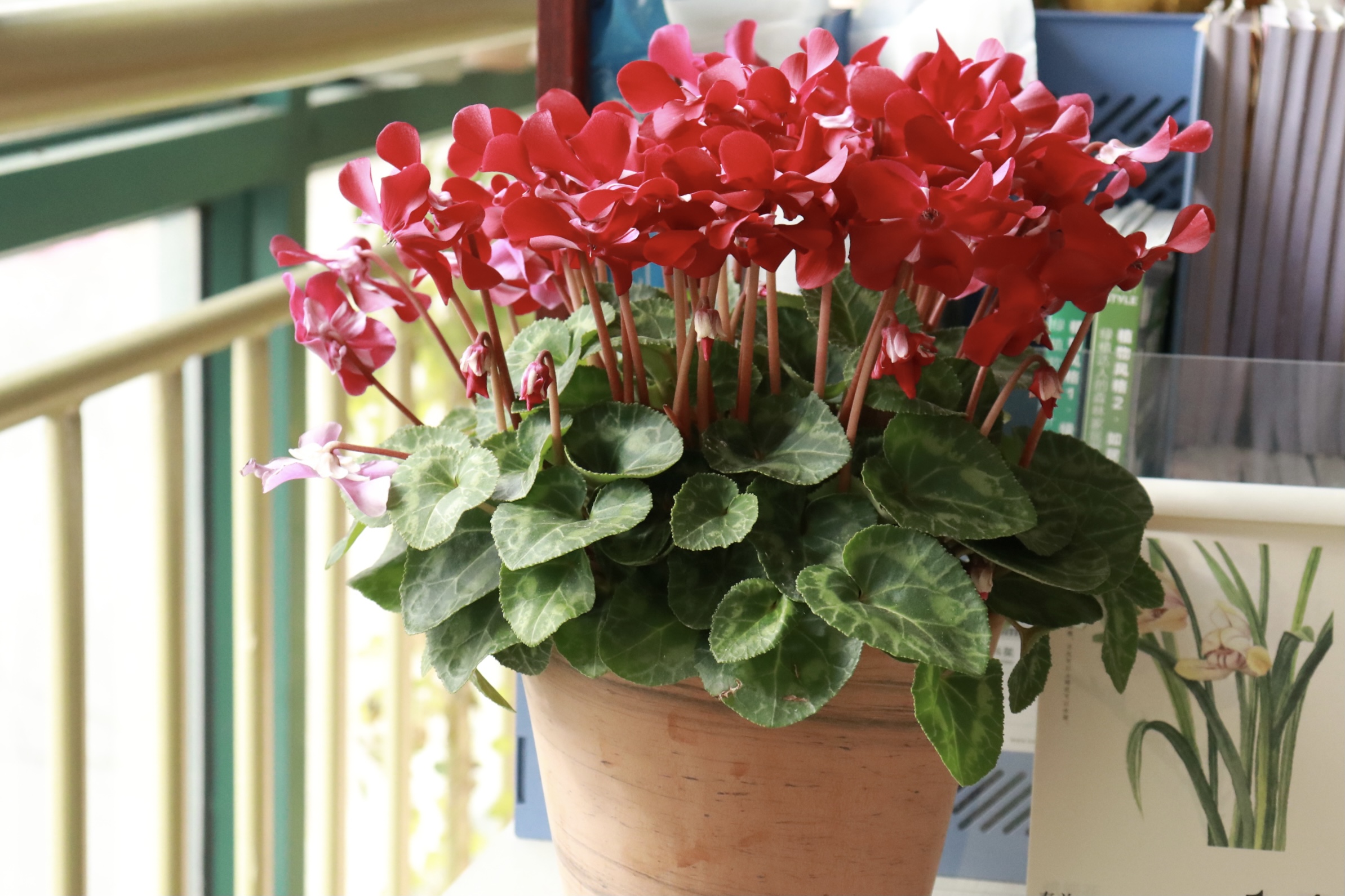 一言不合就爆花，今年最火的仙客來你入手了嗎？