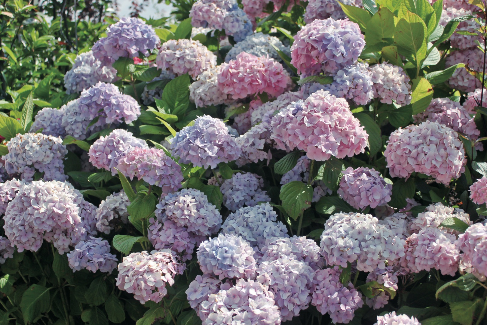 想要繡球花開成海？再不修剪就晚了！