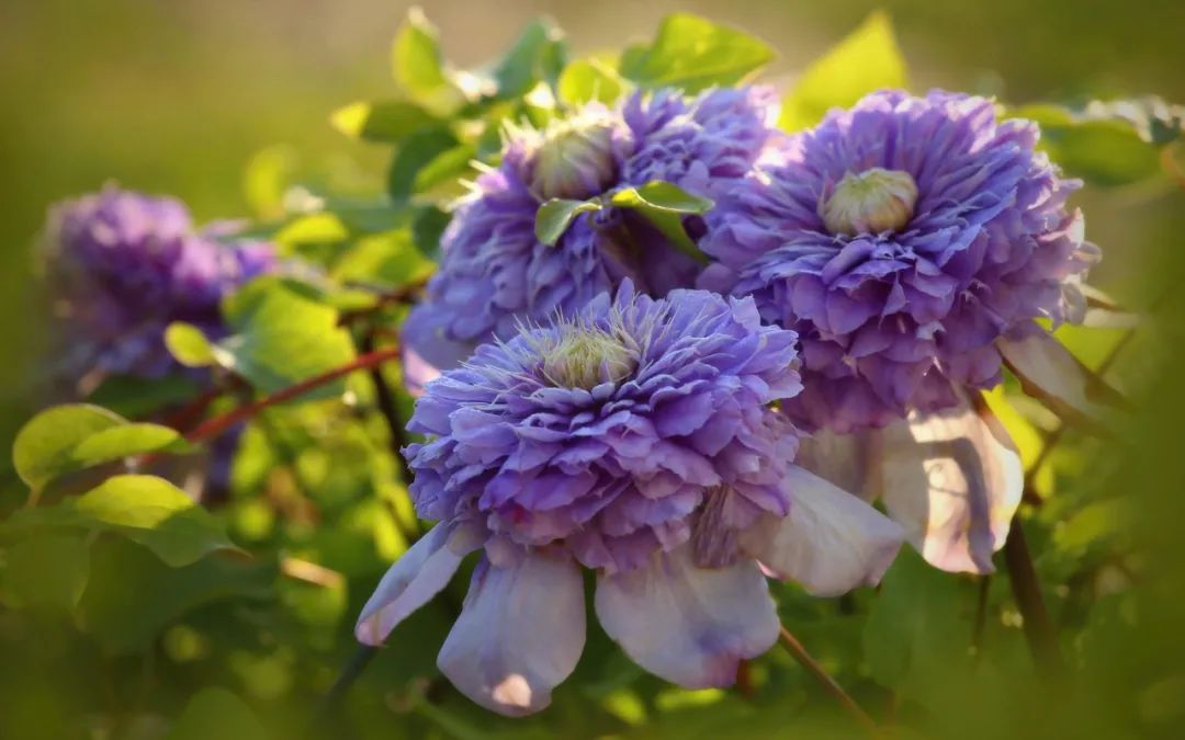 頂級神顏+輕松爆花，論優(yōu)秀你可以永遠(yuǎn)相信‘藍(lán)光’！