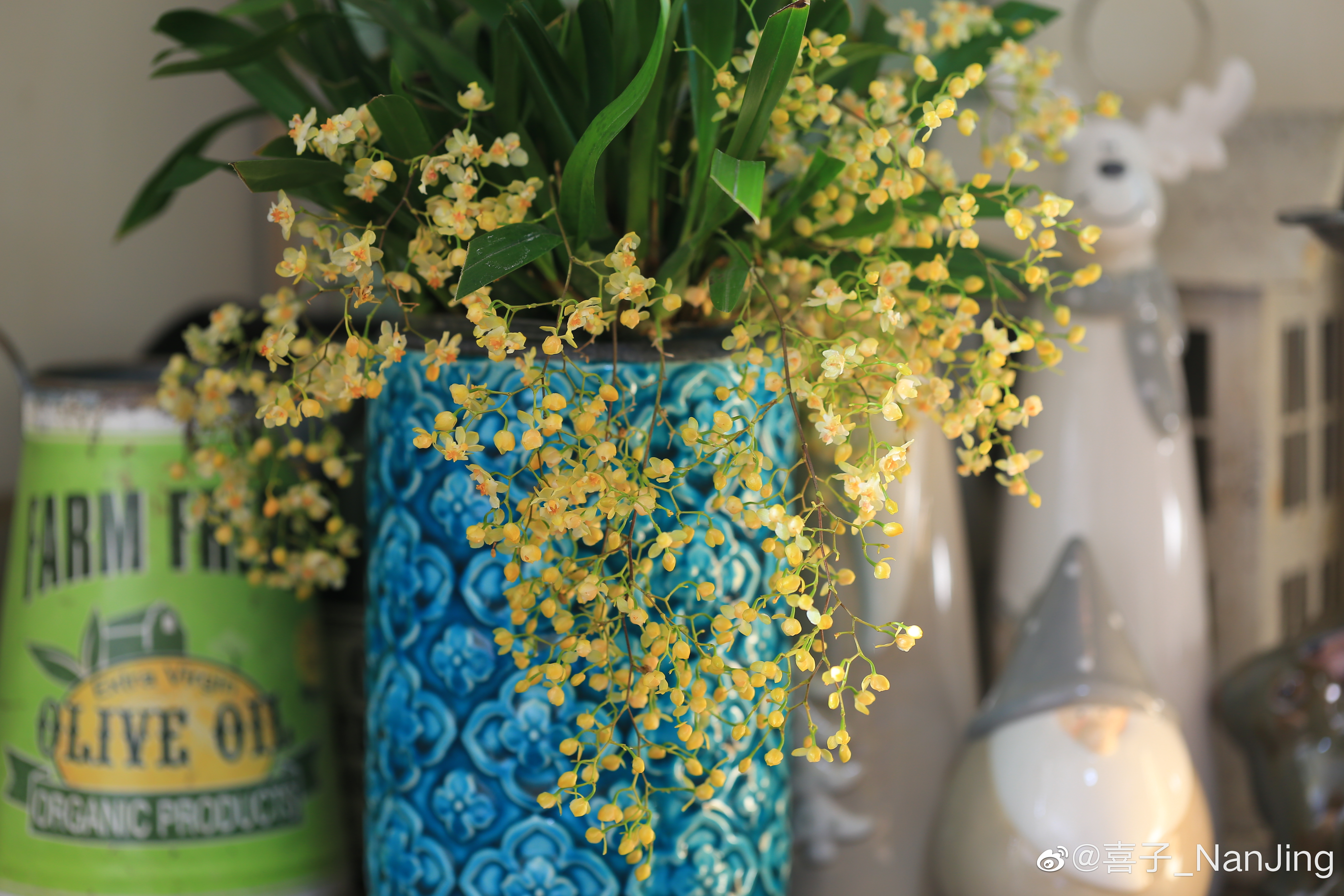 全球爆火的文心蘭締造者：心懷熱愛，就是當打之年