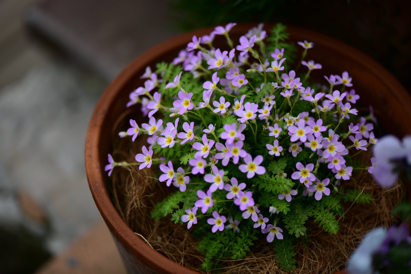 自帶仙氣的爆花小可愛，早春花園的美麗秘密竟然是它！