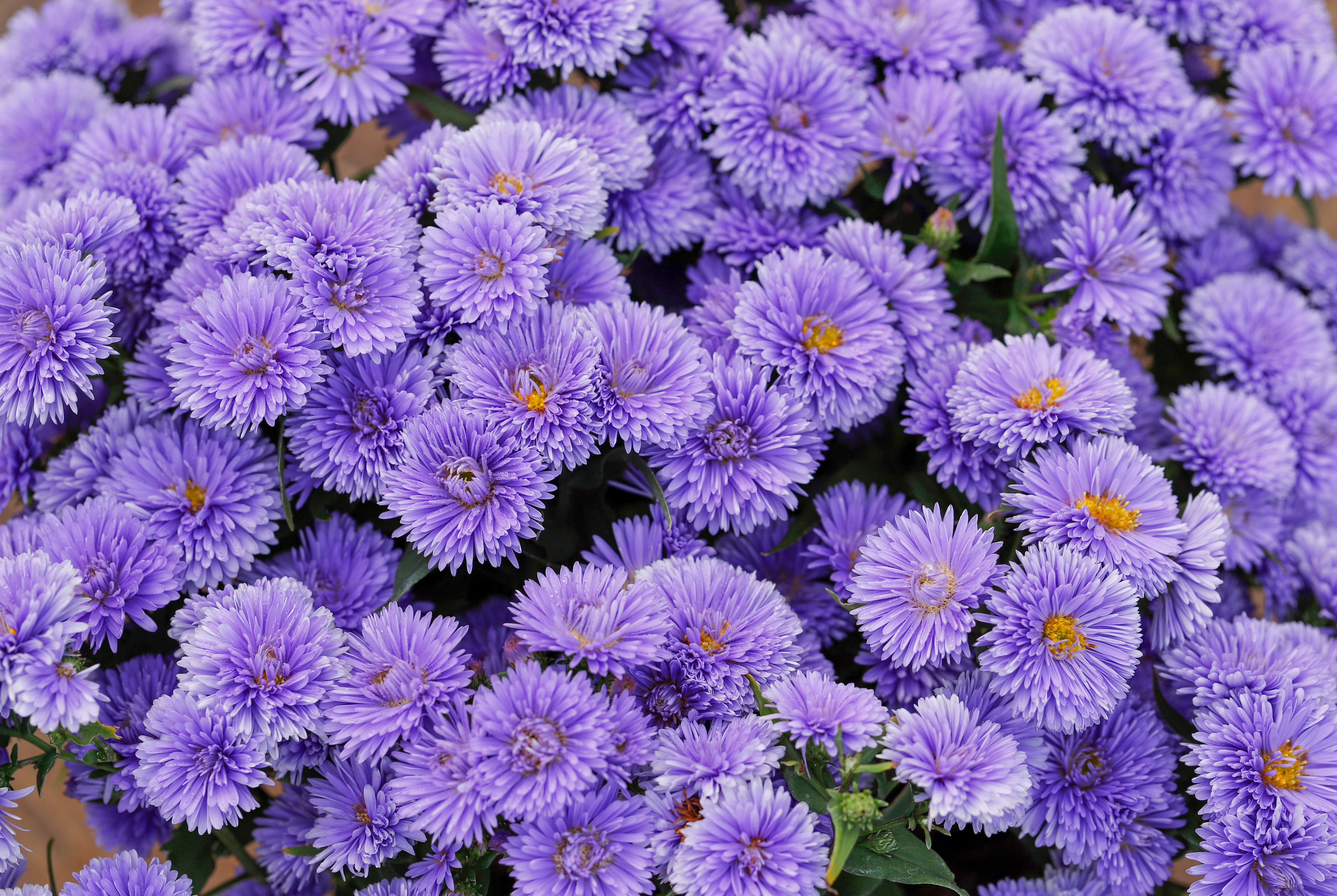 一開開半年，爆花不見葉，盆花貴族荷蘭菊登場