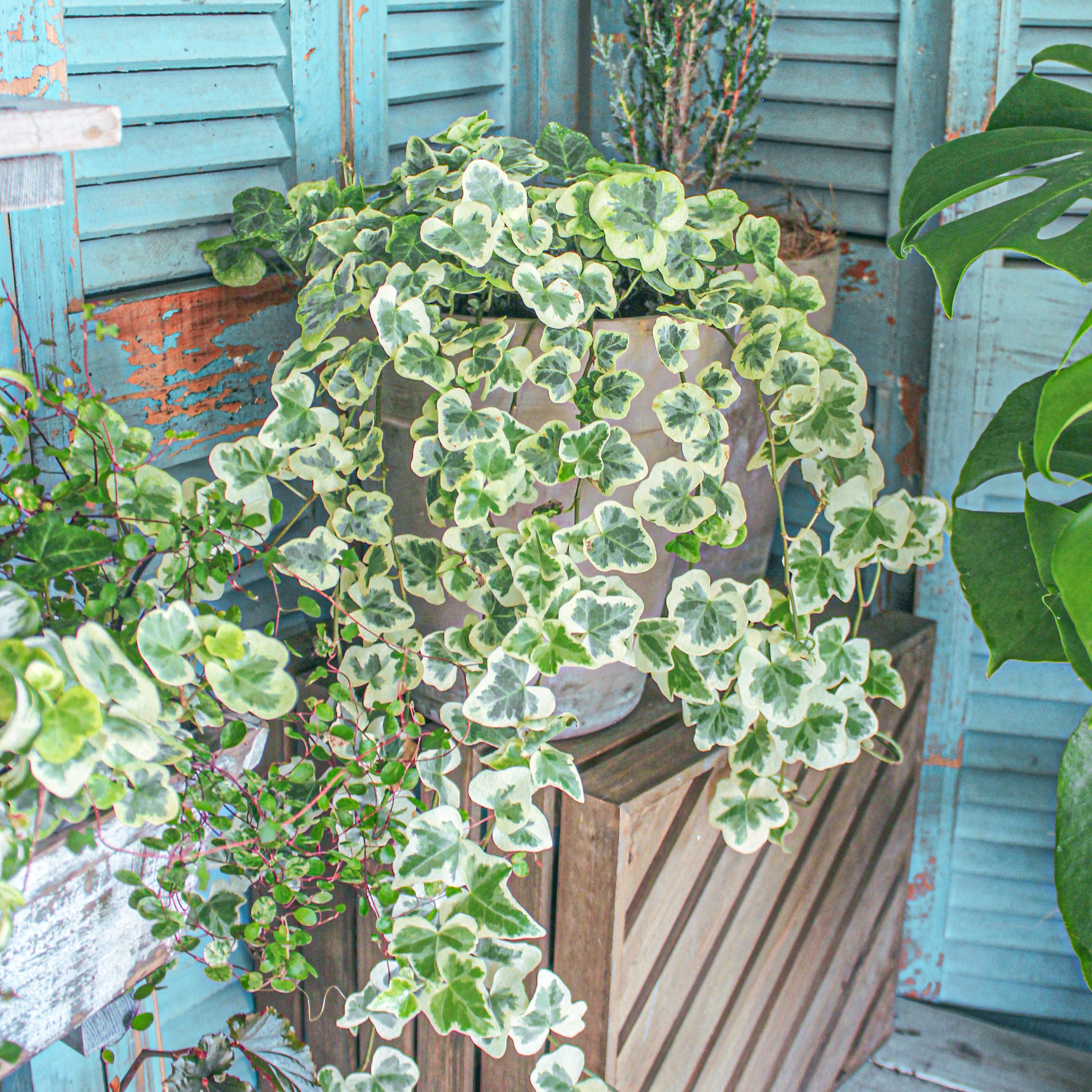 葉比花美！最好養(yǎng)的白錦植物竟然是它！