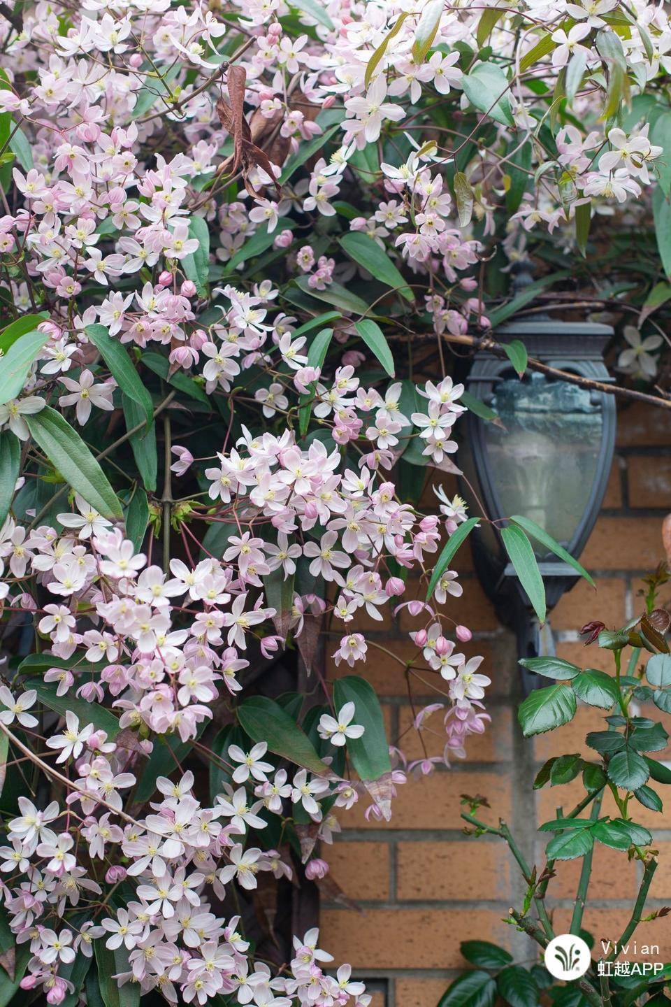 想把花養(yǎng)成精？得先學(xué)會在垃圾里‘淘金’！