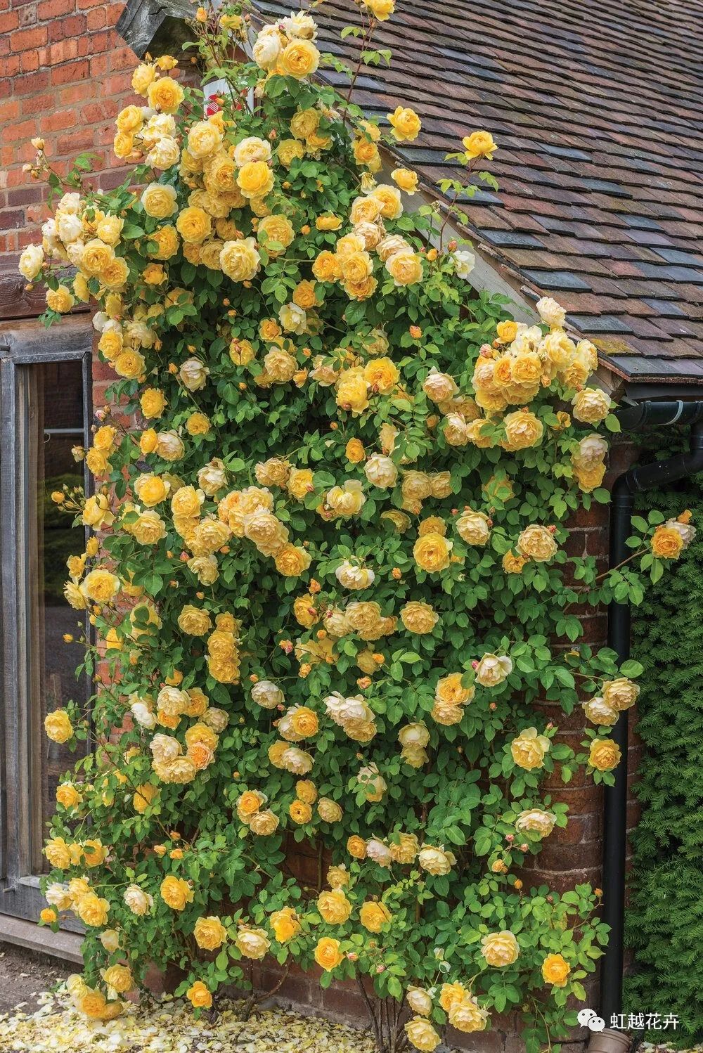 2000多年了，我們怎么還是這么喜歡玫瑰？