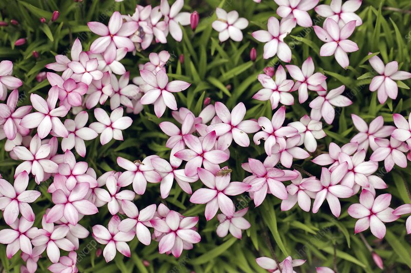 僅需一盆櫻茅，就能獲得‘野趣花園’的最正確打開方式！