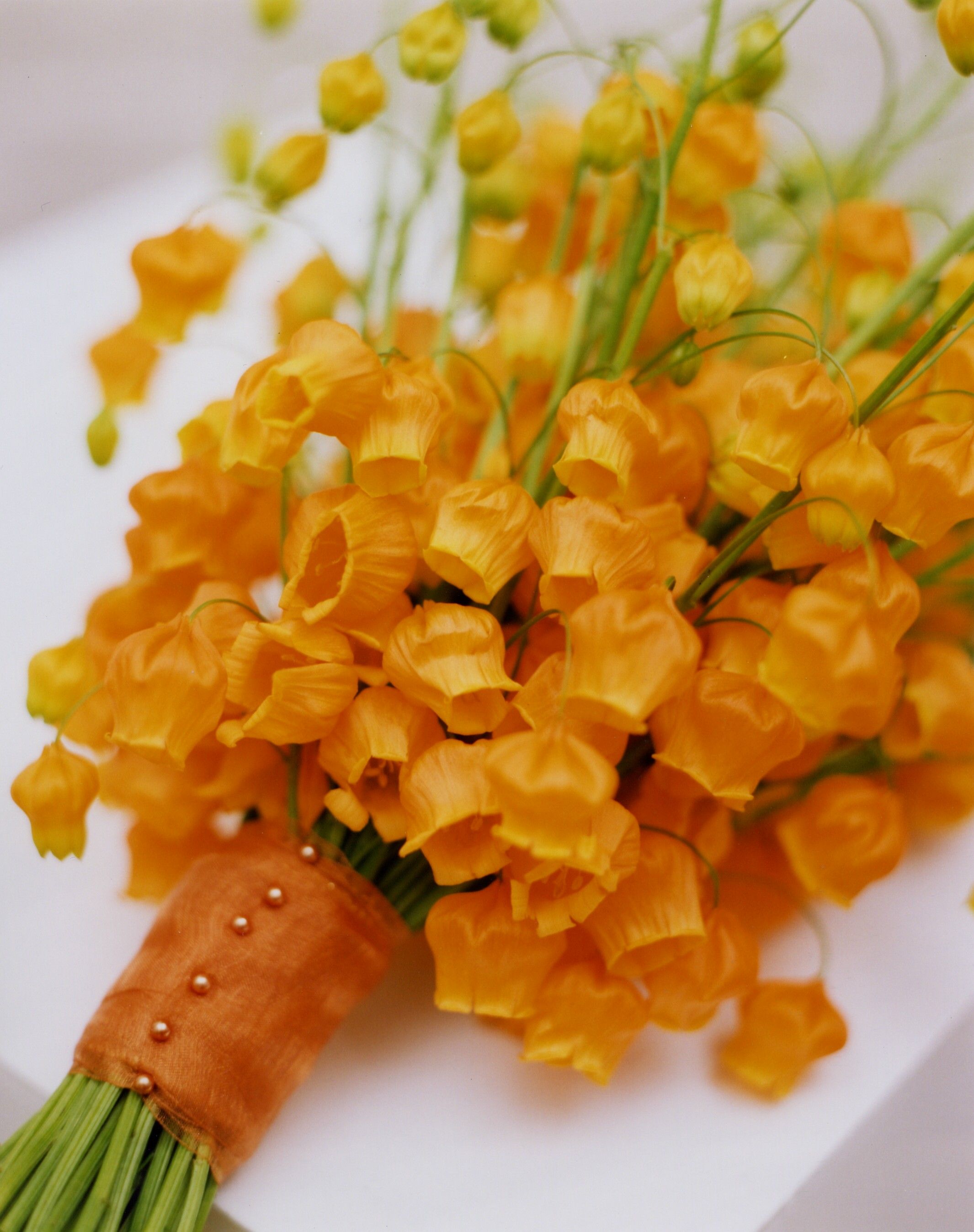 花開即出小燈籠的‘百合’，美得就像一幅畫！