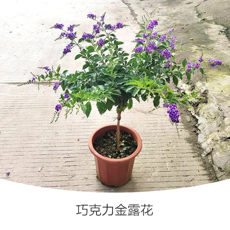 金露花 | 人間巧克力，開花時隔壁小孩要饞哭