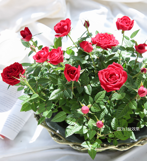 9.9元就能實(shí)現(xiàn)的玫瑰自由，究竟有多快樂！