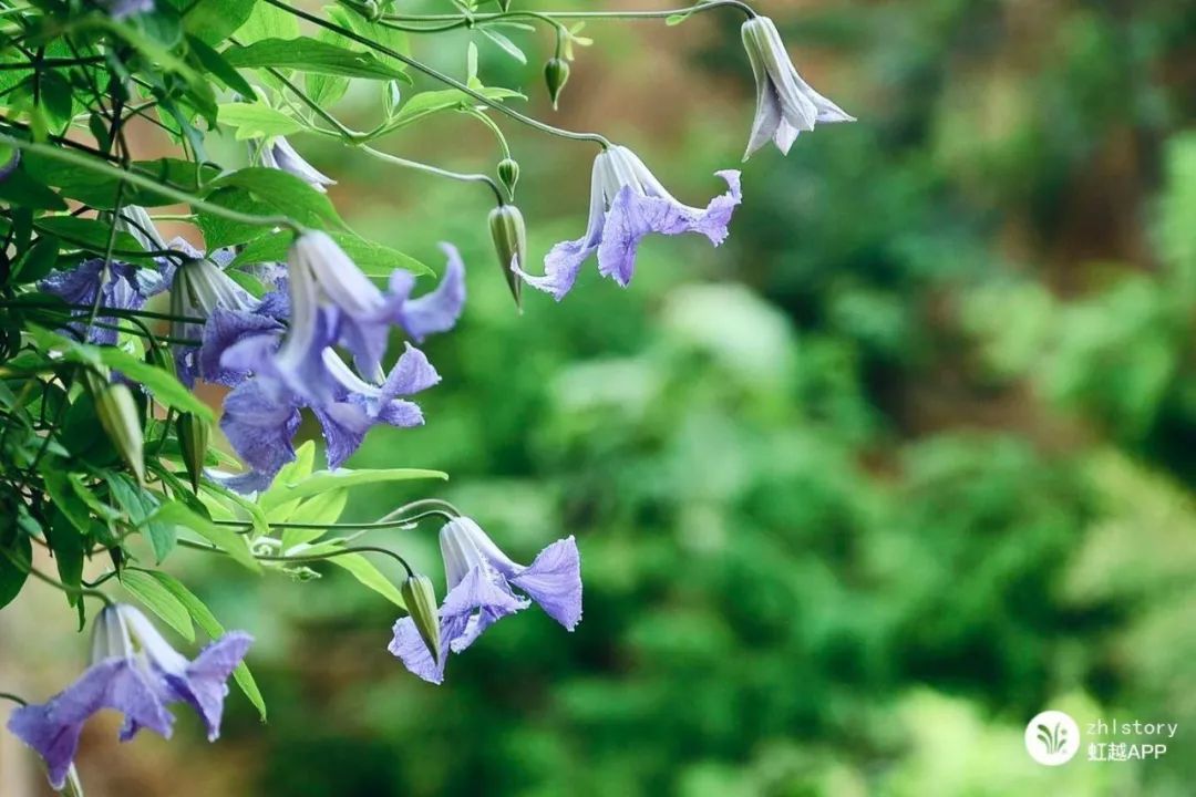 越熱越爆花的絕世小可愛！這款鐵線蓮真的很上頭