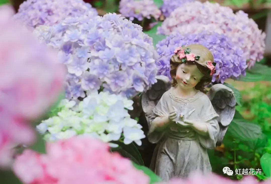 重瓣中的戰(zhàn)斗機(jī)，花手鞠竟能如此夢(mèng)幻（附繡球花后養(yǎng)護(hù)指南）