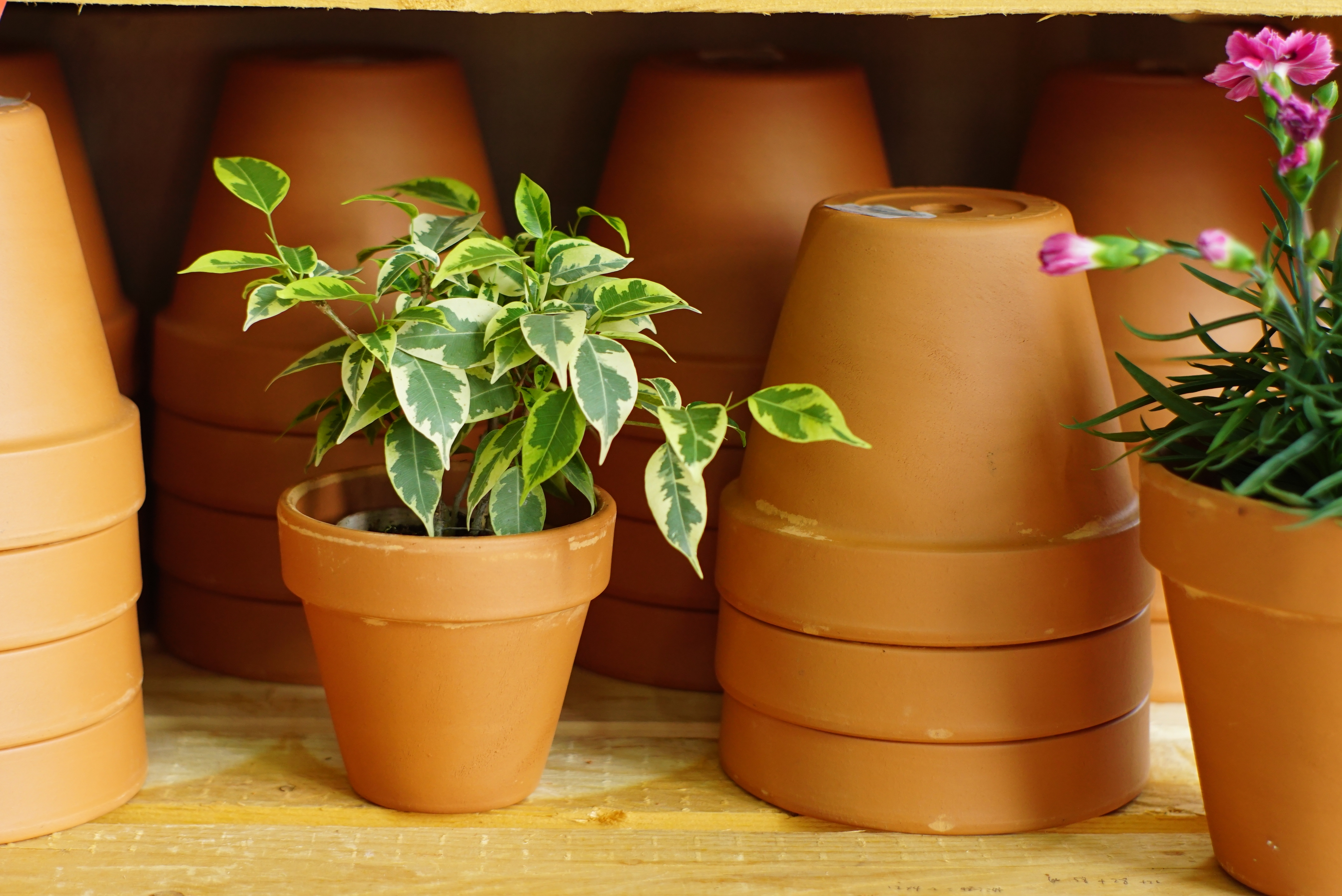 搭對(duì)了盆子的綠植盆花，突破顏值上限！