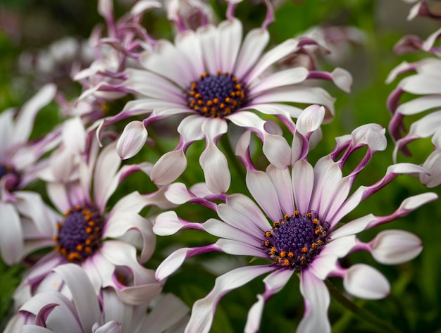 奇特小眾，宛如‘天外來客’的藍目菊，究竟有多可愛？