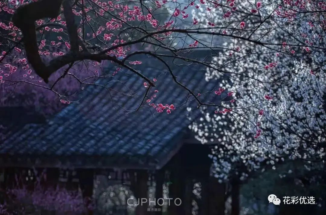 這幾種花都分不清楚，春天都不好意思出門了！