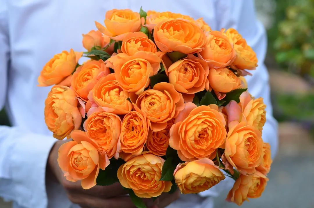 輕松爆花10個(gè)月，她是陽(yáng)臺(tái)花園里永遠(yuǎn)的神！